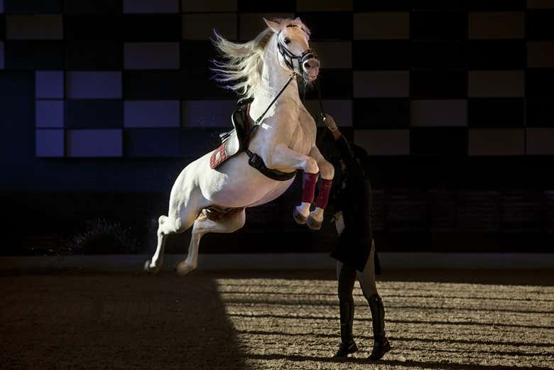 Un caballo saltando durante el espectáculo ecuestre
