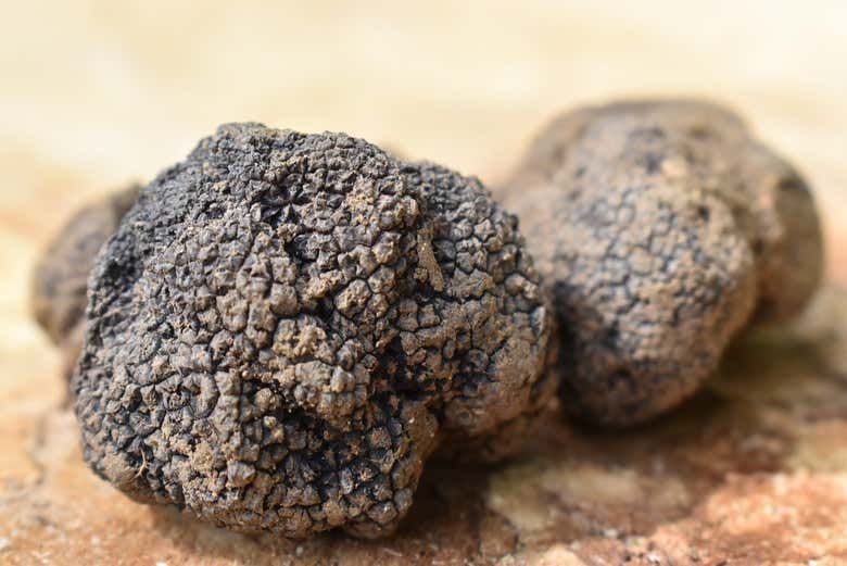 Truffe d'Istrie