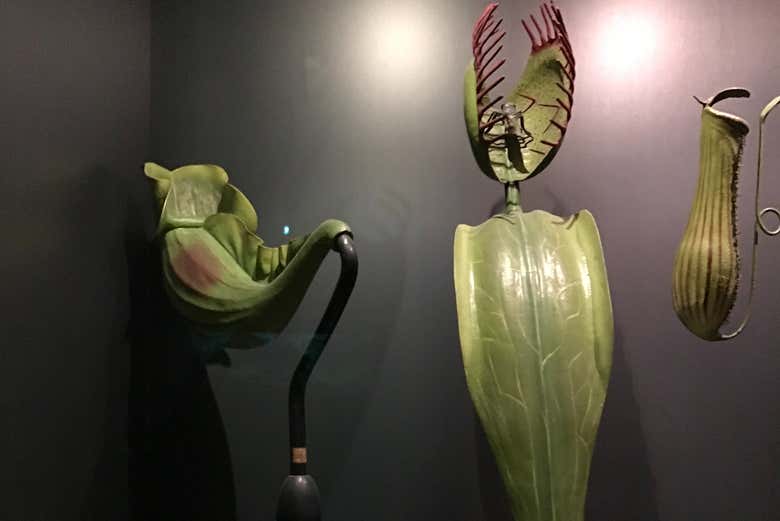 Piante carnivore in esposizione