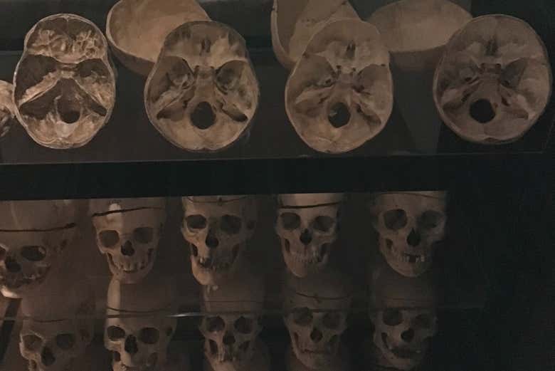 Teschi in esposizione