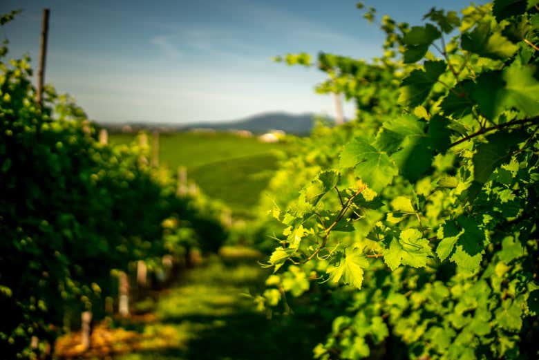 Un viñedo en Valdobbiadene