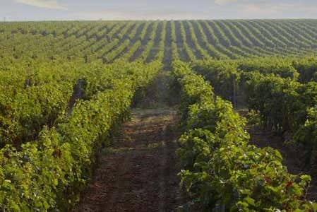 Viñedos