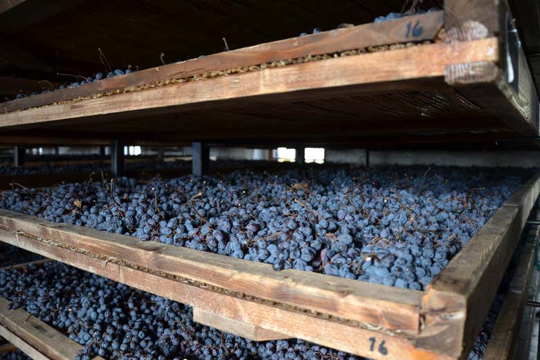 Recolección de uvas 