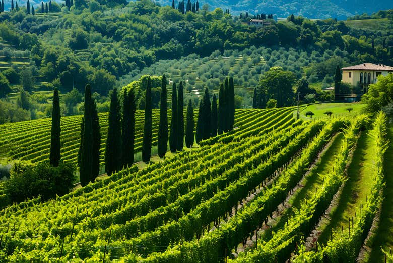 Paisaje de viñedos de la región 