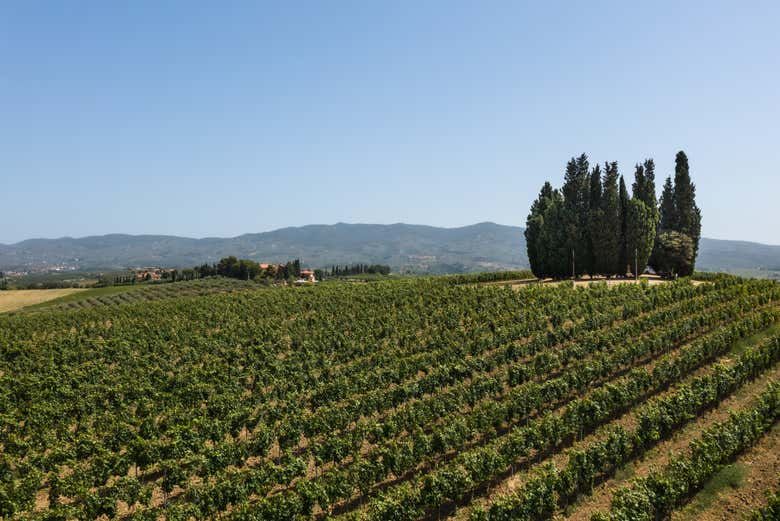Wander through rows of vines