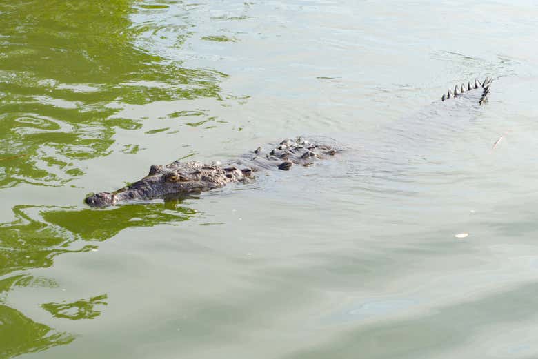 Crocodilo no Rio Negro