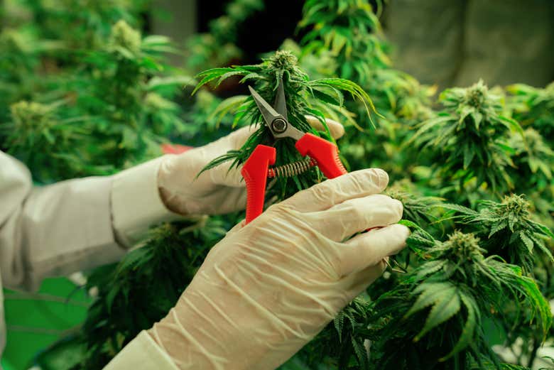 Scopriremo come tagliare la pianta