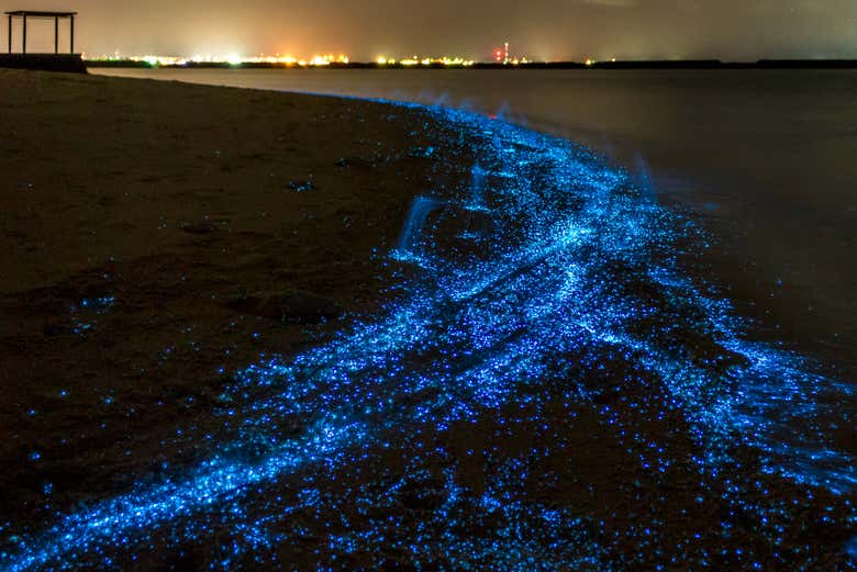 Parecen estrellas caídas del cielo