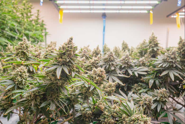 All'interno della serra