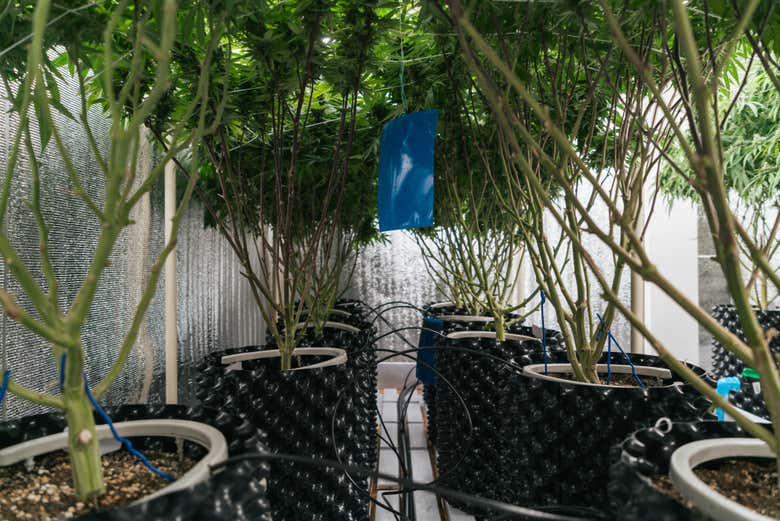 Alcune piante di cannabis