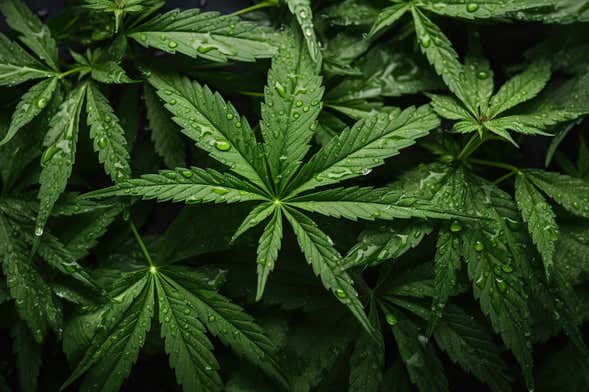 Visita a una fattoria di cannabis