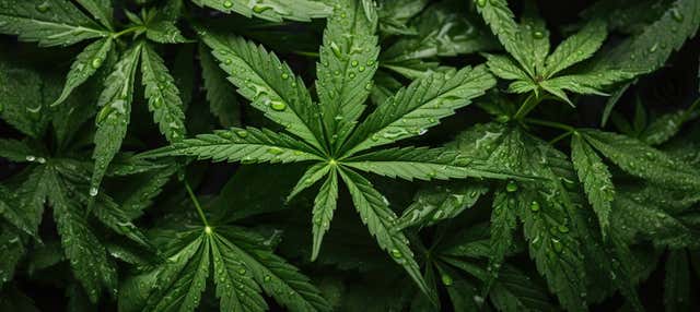 Visita a una granja de cannabis