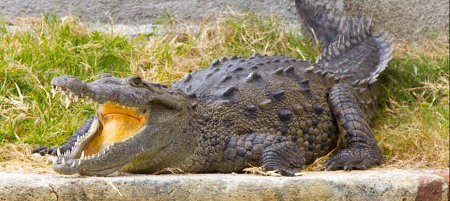 Excursão às Cavernas de Green Grotto + Jamaica Swamp Safari