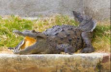 Excursión a las cuevas de Green Grotto + Jamaica Swamp Safari