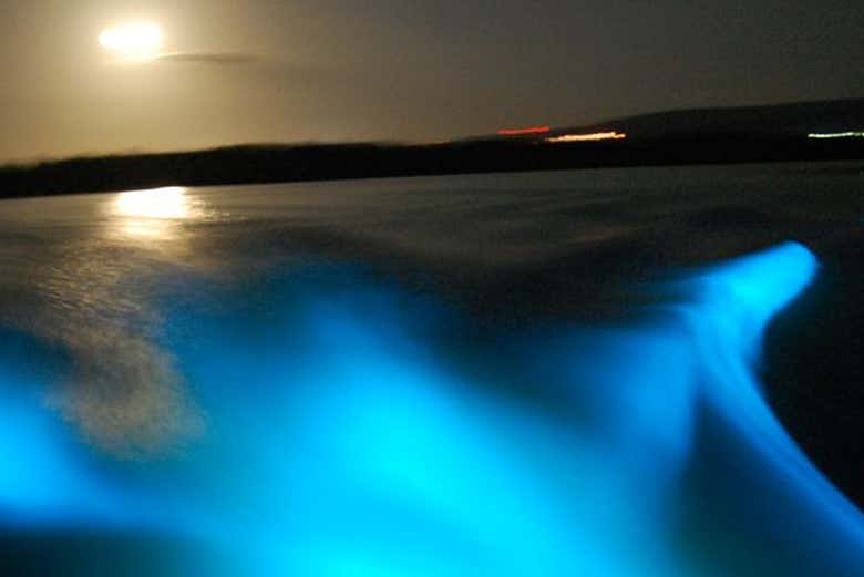 Luminous Lagoon