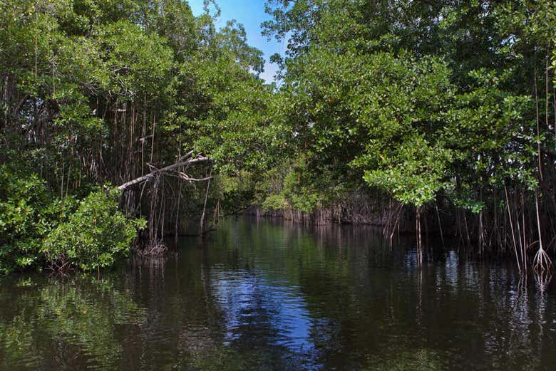 Black River