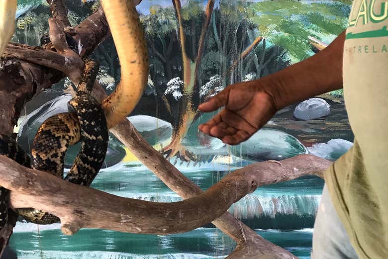 Una serpiente del Jamaica Swamp Safari