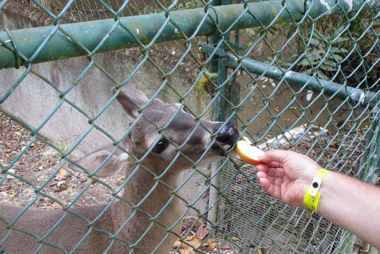 Interactuando con un ciervo