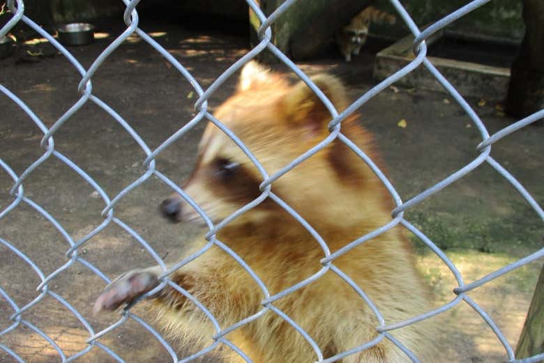 Un ejemplar de mapache