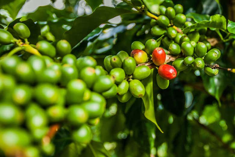 Café jamaicano