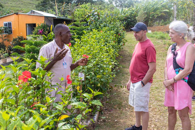 Learn about cultivation in Jamaica
