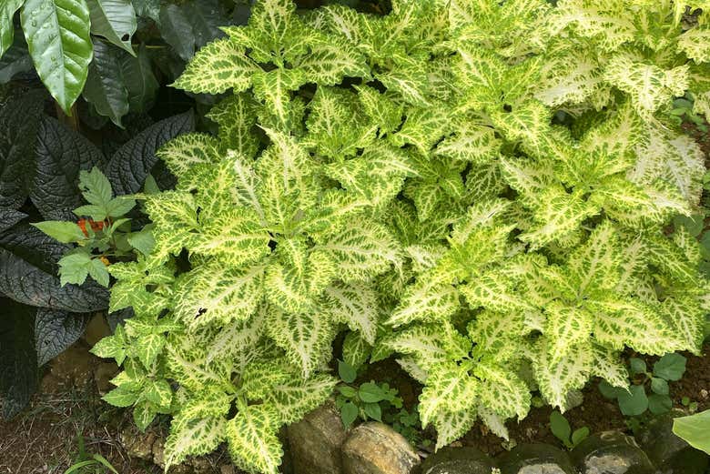 See typical plants on the island