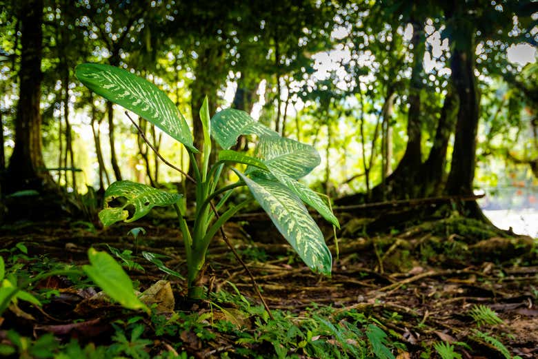 Exótica vegetación de Agujero Azul