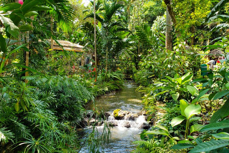 La vegetación que rodea Konoko Falls