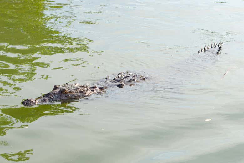 Cocodrilo en el Río Negro