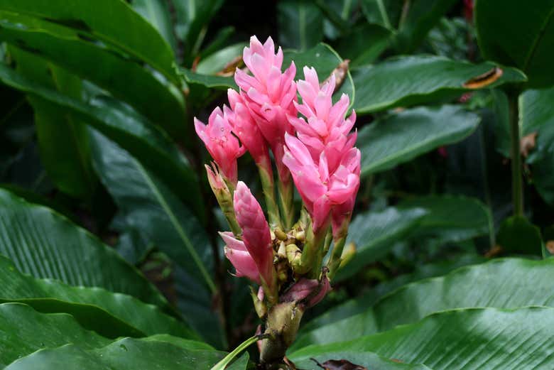 Flora endémica de Jamaica