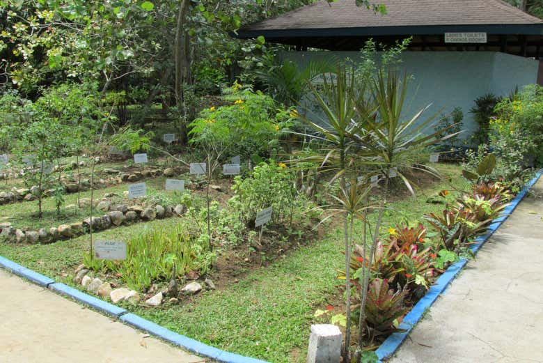 Miss Martha's Herb Garden