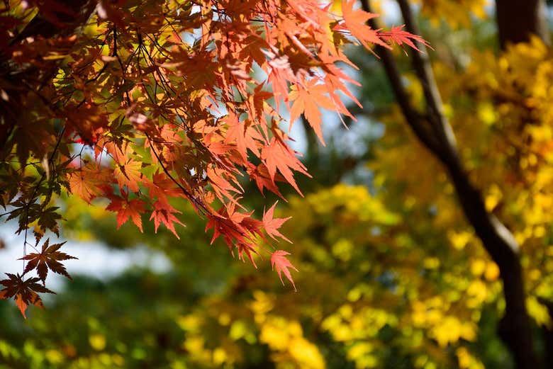 Plants of Kokoen gardens