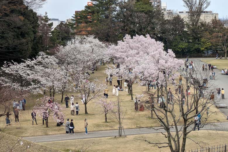 Arbres en fleurs japonais