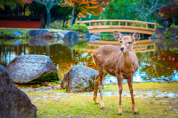 Excursão a Nara