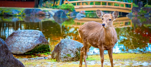 Excursión a Nara