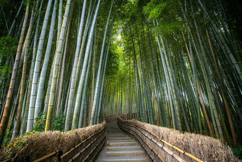 Forêt de bambous d’Arashiyama