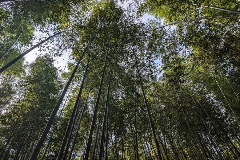 Os bambus em Arashiyama