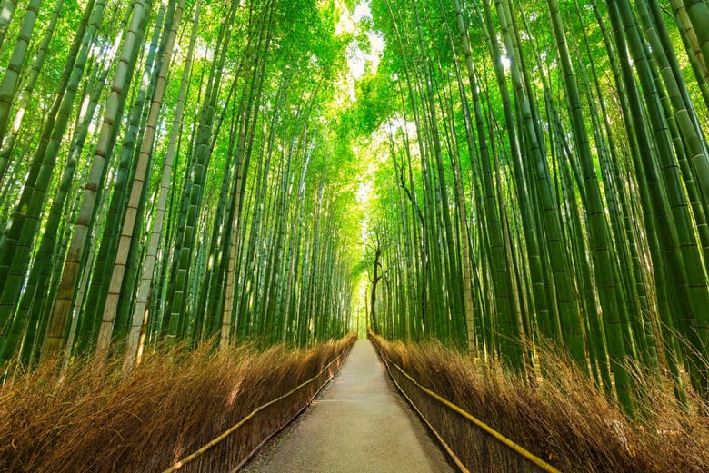 O bosque de bambu de Arashiyama