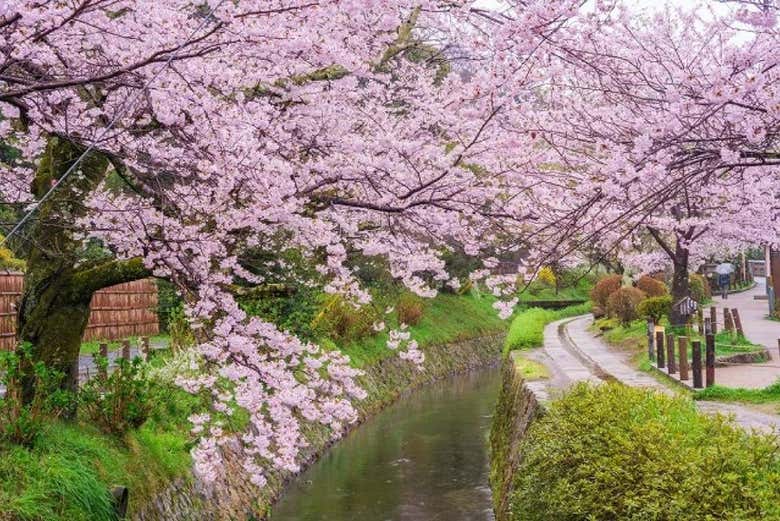 Cerezos en flor a lo largo del camino