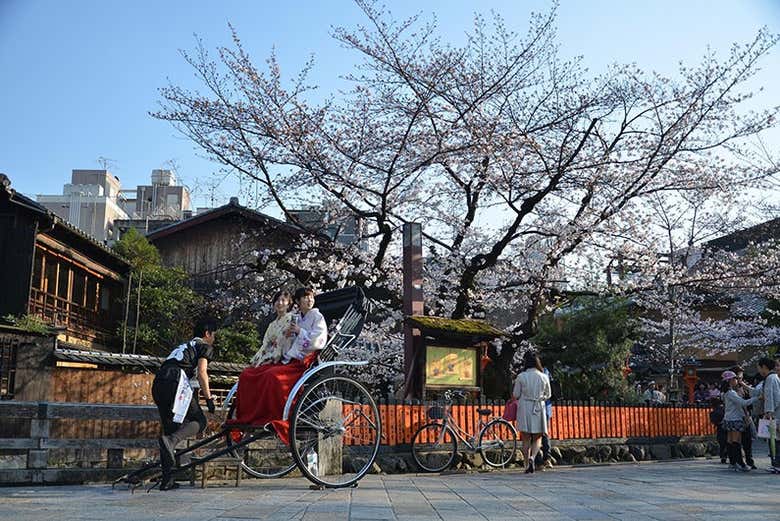 Cerezos en flor en Kioto