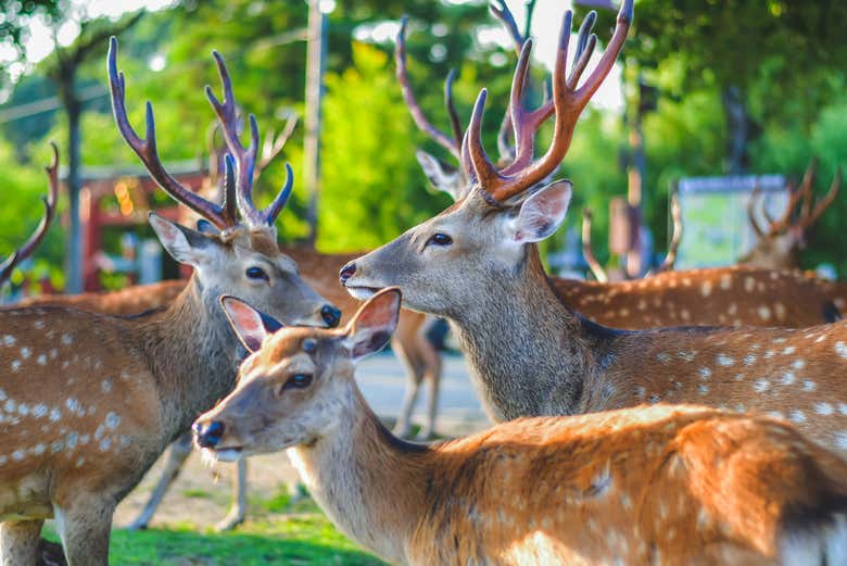 Les cerfs de Nara
