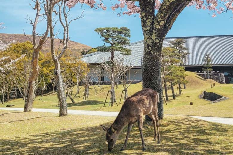 Vous pourrez même nourrir les cerfs !