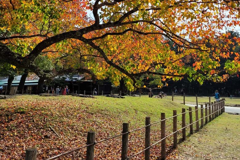 Profitez de la visite dans Nara