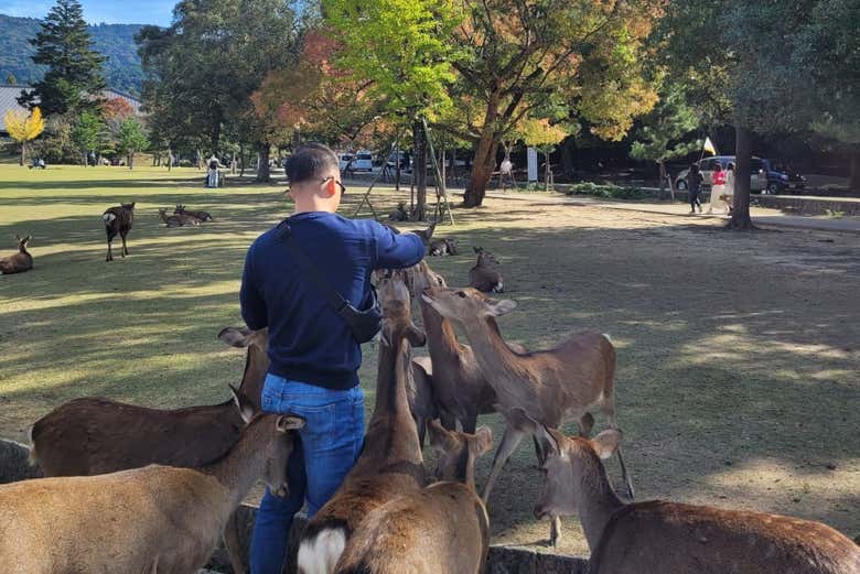 Rencontrez les cerfs !