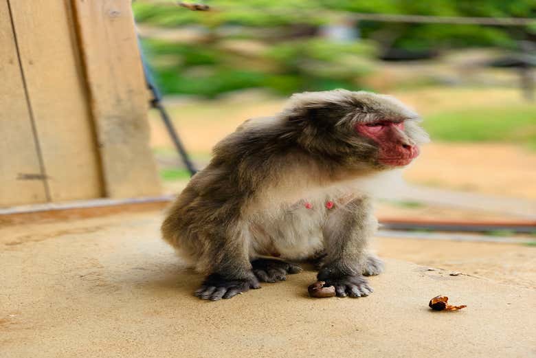 Primo piano di un macaco del Parco di Iwatayama