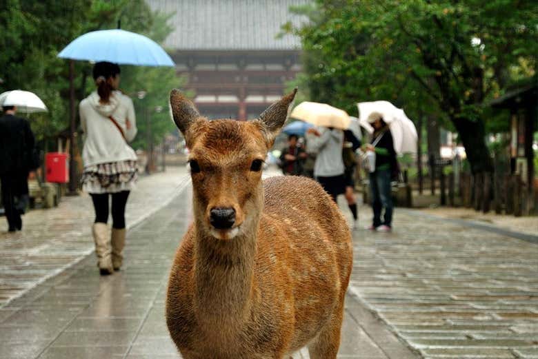 Uno de los ciervos del parque de Nara