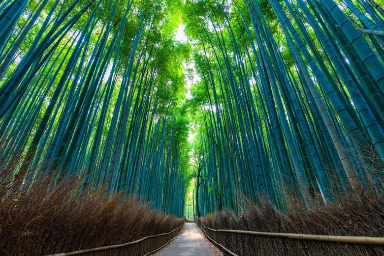 Promenade dans la forêt de bambous d'Arashiyama