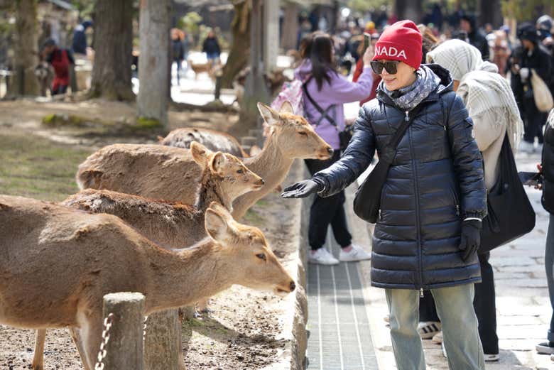 Observez les cerfs de Nara