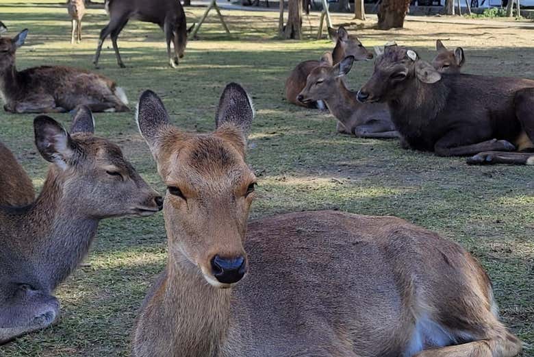 Un sympathique cerf