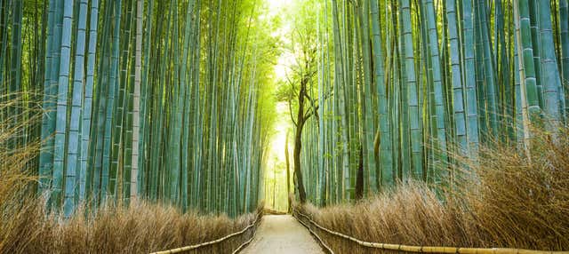 Visita guiada por Arashiyama y su bosque de bambú
